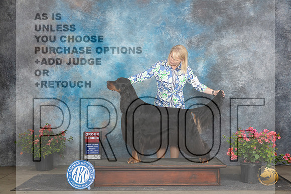 Gordon Setter #5 Fri G2 Judge Elizabeth ‘Beth’ Sweigart__JP_4503_San Antonio_2024_HR3
