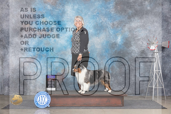 Miniature American Shepherd #7 Sat BOBOHBOB Judge Pat Trotter__JP_5766_Amarillo_2024_HR3