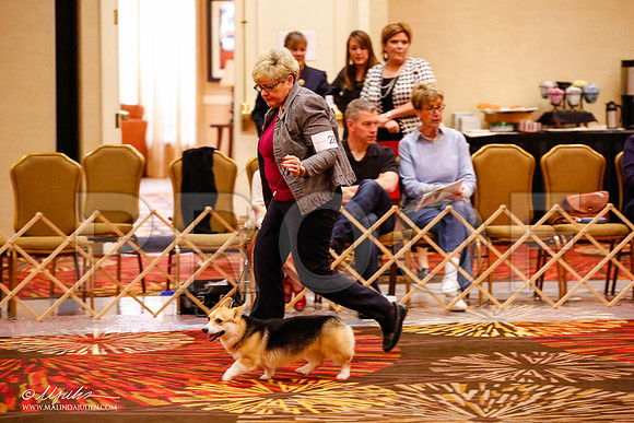 _JJ_8768-HstnCorgiFeb2015-HR3