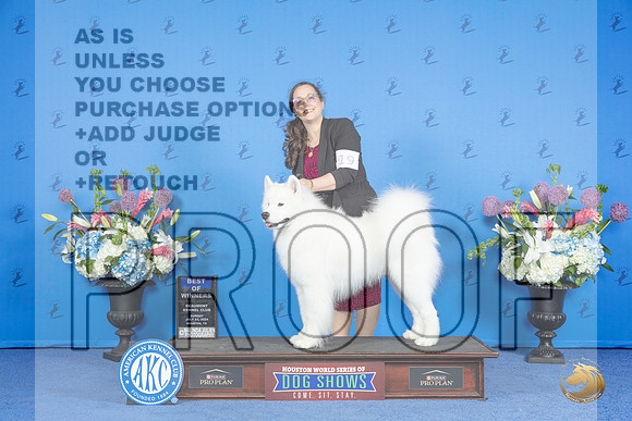 Samoyed #19 SUN BOW Judge Ronald Freeman__JP_0625_Houston_2024_HR3