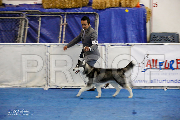 _M3_9658-AddisonHuskyMar2015-HR3