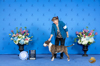 Bull Terrier Colored #9 FRI WD BOW NC M Judge Ann Yuhasz r