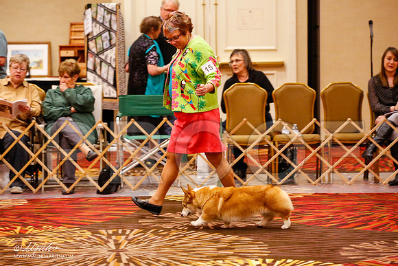_JJ_8484-HstnCorgiFeb2015-HR3