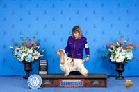 English Cocker Spaniel #17 THUR G4 Judge Nancy Liebes