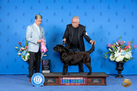 Labrador Retriever #36 Saturday OH Judge Douglas Johnson