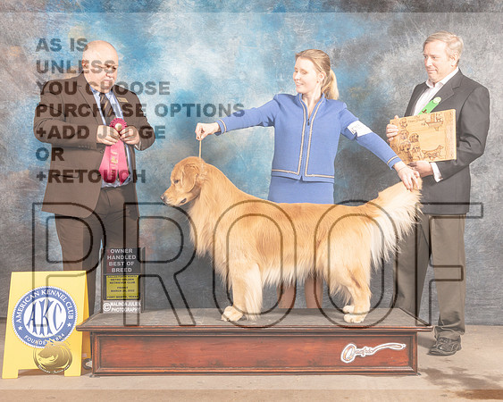 Golden Retriever !7 Fri OHBOB Judge Gordon Hayburn-MMJ_7463-FW2022-HR3