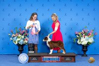 Australian Shepherd #12 SAT BP BOB G1 Judge Britt Jung