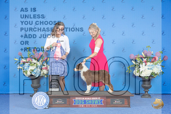 Australian Shepherd #12 SAT BP BOB G1 Judge Britt Jung__JP_0033_Houston_2024_HR3