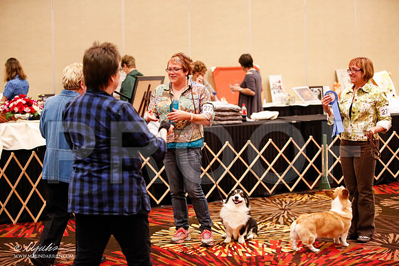 _JJ_8050-HstnCorgiFeb2015-HR3