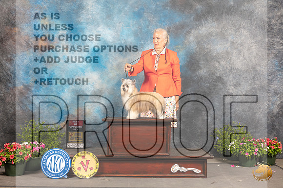 Chinese Crested #6 Thur WBBOS Judge CIndy Lane_MJ_0457_SA_2022_HR3