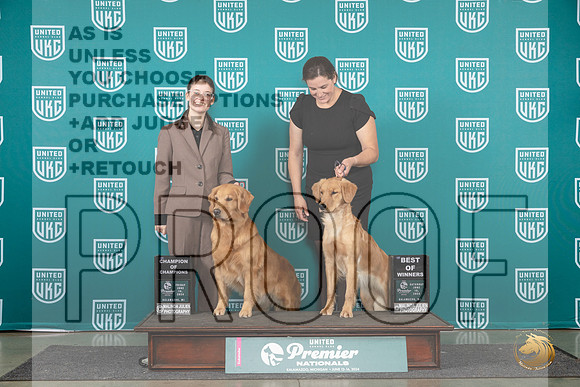 Golden Retriever #970 #969__JP_2102_Premier_2024_HR3