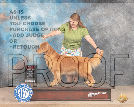 Golden Retriever #6 Sat BOS Judge Eric Liebes-MMJ_3940-Abilene2022-HR3