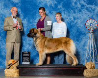 Leonbergers #12 Sat NG BOS Brandt Liz Mike Felker DNae Wilson Judge Mr Ronald V Horn