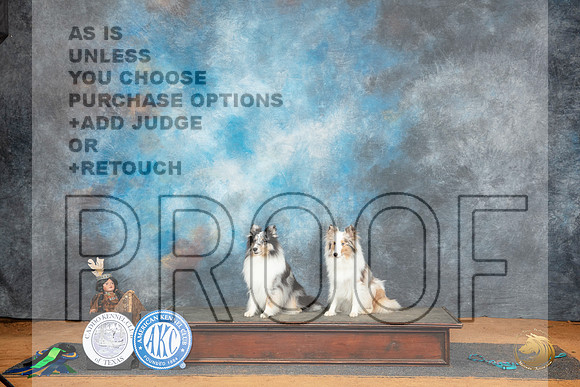 Shetland Sheepdog #35 HITHCNTV Judge Maureen Buford nojudge__JP_8552_MARSHALL_2024_HR3