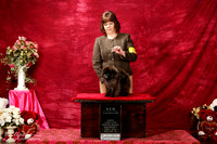 Pomeranian Sun S1 New Int'l Ch Bridget McDonald +J