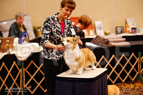_JJ_0841-HstnCorgiFeb2015-HR3