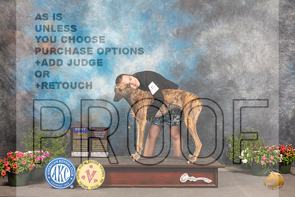 Greyhound #5 Sat BOSOHBOB Judge Allen Odom_MJ_0149_SA_2022_HR3