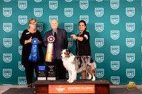 Australian Shepherd #165 Fri RBIS Judge Larry Hansen