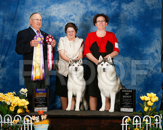 _ST_4207-2-AddisonHuskyMar2015-HR3