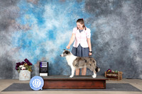 Border Collie #8 Sun WB Judge Gloria Kerr