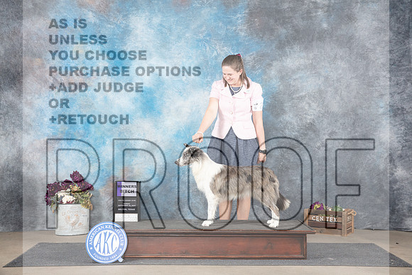 Border Collie #8 Sun WB Judge Gloria Kerr__JP_7831_Belton_2024_HR3