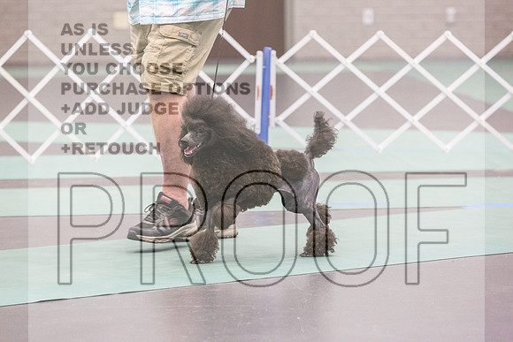 Poodle Miniature Rings Fri Ring 1_JJL_7195_UKCLNGVIEWOCT2024_2024_HR3