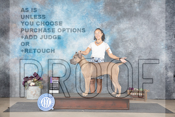 Cane Corso #14 Sat WBBOS Judge Joan Liebes__JP_7097_Belton_2024_HR3