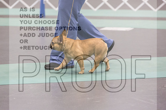French Bulldogs Sat Rings_JJL_0483_UKCLNGVIEWOCT2024_2024_HR3