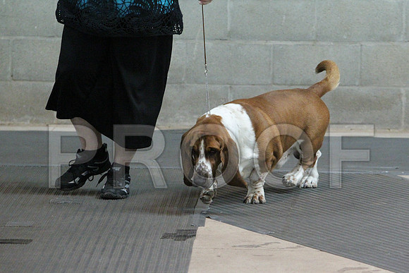 BassetCCL_3211LR