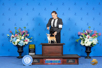 Chihuahua Smooth #7 SUN G3 Judge Douglas Johnson