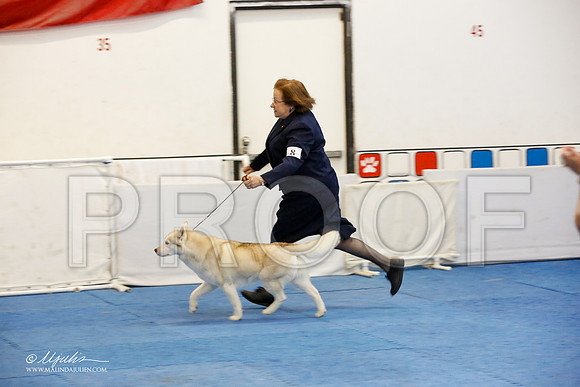 _M3_1181-AddisonHuskyMar2015-HR3