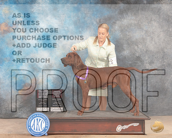 Redbone Coonhound #5 Sun BOWCh Judge Pat Trotter-MMJ_4771-Abilene2022-HR3