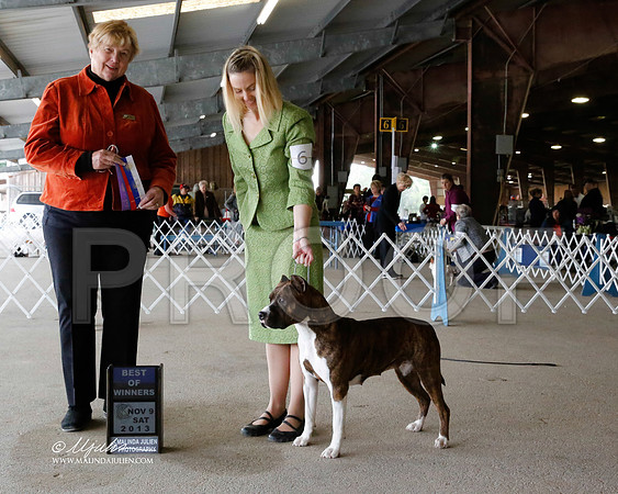 AmStaff-2689-HstnNov13-HR