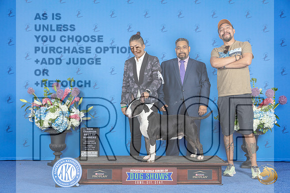 Bull Terrier Colored #5 SUN BOW NC Judge Ann Yuhasz__JP_0161_Houston_2024_HR3