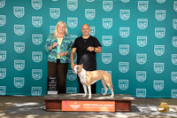 American Pitbull Terrier #317 BOW Judge Kathy