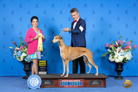 Greyhound #6 SUN G3 Judge Debbie Freeman