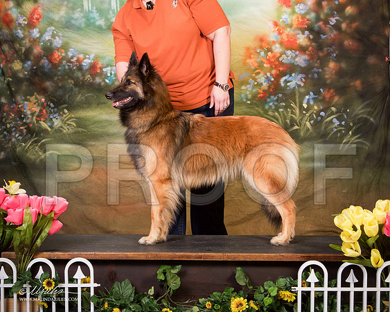 _S2_1570-AddisonHuskyMar2015-HR3