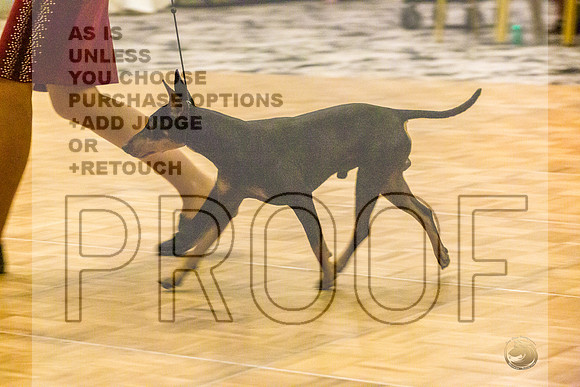 Manchester Terrier MTOY Candids-JJL_2180-Hstn2022_HR3