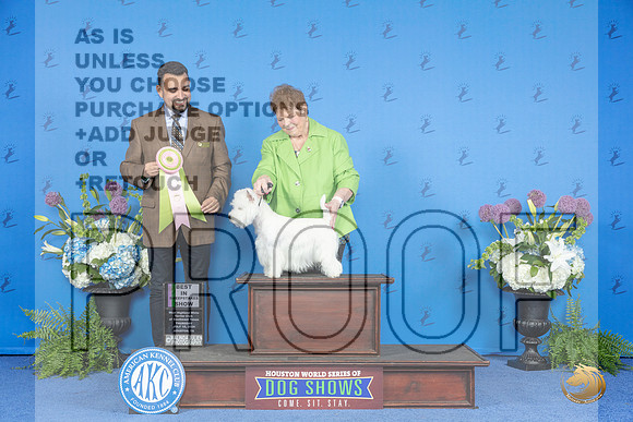 Westhighland White Terrier #8 THUR BW M Judge Jon Cole__JP_8239_Houston_2024_HR3