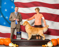 Retrievers Golden #17 Sun BOW Dishong Monica Agent Diane Mueller Judge Mr Rick Gschwender