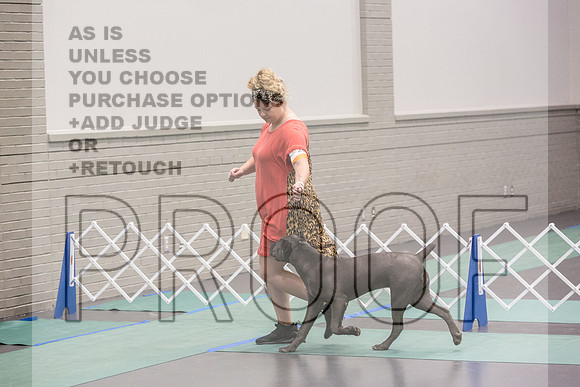Cane Corso Sat Rings_JJL_8184_UKCLNGVIEWOCT2024_2024_HR3