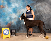Great Dane #21 Sat RWD Judge Terri Houston