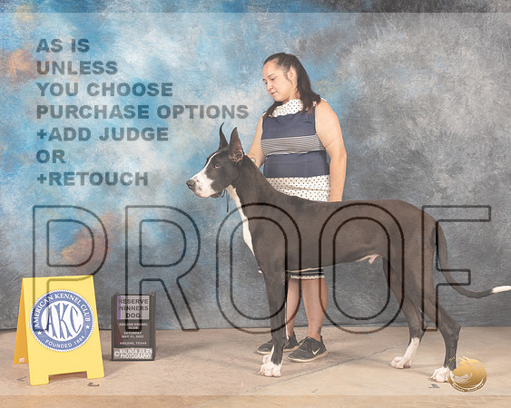 Great Dane #21 Sat RWD Judge Terri Houston-MMJ_3698-Abilene2022-HR3
