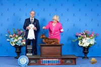 Dachshund Longhair #8 THUR G4 Judge Jamie Hubbard