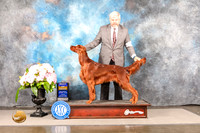Irish Setter #9 SUN BOB Judge Steven Keating