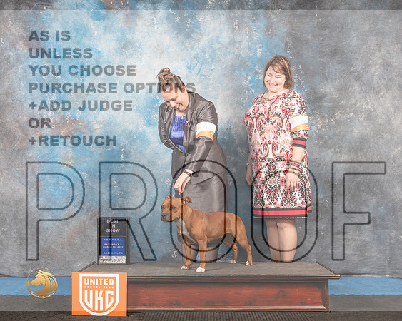 Staffordshire Bull Terrier #221 S1 BIS Judge David Arthur_MMJ_6344_Addison2022_HR3