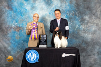 Papillon #40 Sat BISS Judge Bradley Jenkins