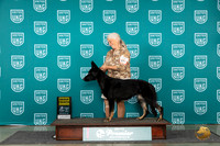 German Shepherd Dog #377 Sat G4 Judge Rick Gann
