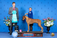 Rhodesian Ridgeback #19 THUR OHBIS Judge Ronald Freeman