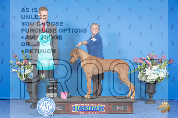 Rhodesian Ridgeback #19 THUR OHBIS Judge Ronald Freeman__JP_8513_Houston_2024_HR3